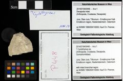 Foto (Objekt + Etiketten) von ? Cyclothyreus sp. 